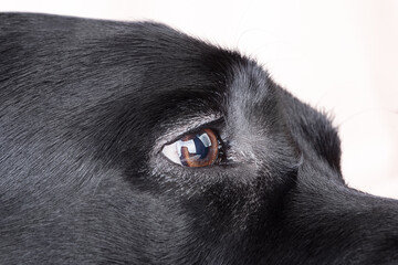 Wall Mural - Eye of a black dog. The eye of a Labrador retriever dog.