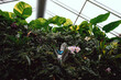 Plant wall and butterfly in the biosphere