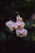 Pink and white Phalaenopsis orchid blooming