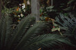 Dark palm leaves texture at the conservatory