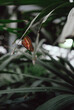 Red Lacewing Butterfly at the conservatory