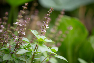 Canvas Print - Basil flowers in the garden, selective focus