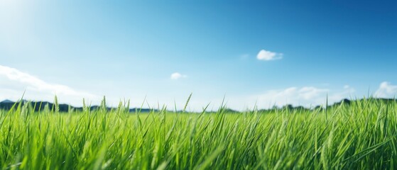 Wall Mural - Green grass field and blue sky with clouds. Panoramic view.