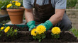 gardener transplanting chrysanthemum flower in a greenhouse.generative.ai