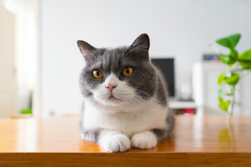 Sticker - British shorthair cat lying on table