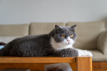 Sticker - British shorthair cat lying on table