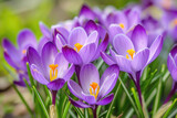 Fototapeta Kwiaty - Stunning purple crocus flowers in full bloom, heralding the arrival of spring