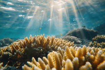 Wall Mural - A coral reef is illuminated by the sun, with fish swimming in the water