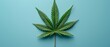   Close-up of a marijuana leaf on blue background with copy