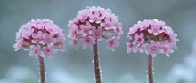   A Close-up Of Three Pink Flowers With Water Droplets On Their Petals And Stems