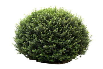 Wall Mural - bush on white background