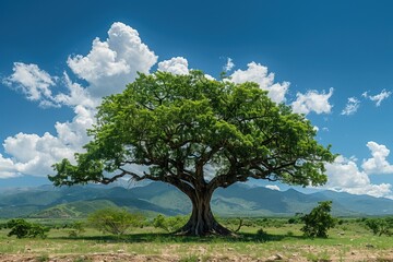 Salvadora persica tree.