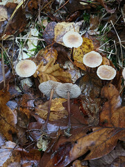 Wall Mural - Mycetinis querceus, also called Marasmius prasiosmus, wild mushroom from Finland, no common English name