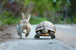 © Mirador - A whimsical scene capturing a rabbit and a turtle in a playful race, reminiscent of the classic fable. The image blends humor and nature, highlighting the contrast between speed and patience