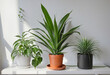 Air-purifying plants to improve home indoor air quality colorful background