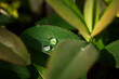 Macro raindrops background. Beautiful natural mesmerizing background. Raindrops on the green leaves of flowers in close-up. The concept of coolness summer morning relaxation privacy. Protect the water