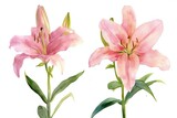 Fototapeta Storczyk - Set of pink lilies isolated on white background,  Watercolor illustration
