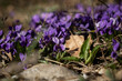 The fragrant violet Viola odorata blooms in the forest. The first spring flowers are waking up. Beautiful purple glades in the rays of the sun. Wild medicinal plants. Blurred background, soft focus