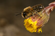 Wildbiene: Frühlings-Seidenbiene (Colletes cunicularius) auf Huflattich // spring mining bee on Coltsfoot 