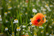 A poppy field at sunset. Bright scarlet poppies and white daisy flowers in close-up. Warm atmospheric summer background. soft focus, blurry movement. The concept of summer, warm evenings. Postcard
