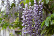 Purple wisteria blooms in the spring garden in close-up. Delicate purple flowers in raindrops. Beautiful atmospheric spring background. Blurred movements, selective focus. Femininity, fragility
