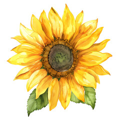 Poster -  watercolor illustration with beautiful sunflower transparent background