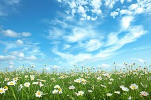 Field Of Daisies And Blue Sky With Clouds, Nature Background