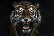 Close-up portrait of a tiger in front of a dark background