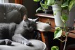 grey cat snoozing on a padded chair, next to a potted plant on a desk