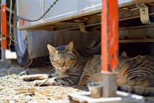 Cat Taking A Nap In The Shade Of A Parked Construction Trailer