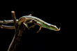 © Cavan Images - The grass lizard belongs to the Lacertidae