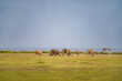 Family of elephants in the savanna in Amboseli National Park in Kenya