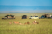 Lions Feasting As Safari Vehicle Watch In The Maasai Mara In Kenya