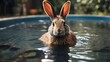 a rabbit in a pool of water