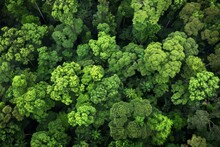 View From Above Of A Dense Forest With Numerous Trees Creating Intricate Patterns And Textures In The Canopy