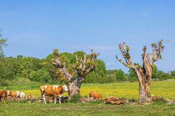 Poster - Cattles on a meadow with pruned trees in the summer