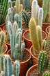 Collection of different long cactus plants with sharp needles. Rows of cactus succulent in pots in a garden centre for sale as decorative indoor plants.