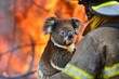 injured koala with firefighter against a backdrop of flames