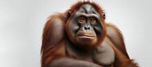 Black  Face Monkey In Captivity Looking So Sad And LonelyA Lone Orang Utan Against A Stark White Background Generative By Ai...