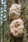 Fototapeta Do akwarium - Hericium is a genus of edible mushrooms which grows on dead or dying wood