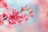 Fototapeta Kwiaty - Close-up of vibrant plum blossoms with a blurred background, providing ample empty space for text 