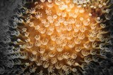 Fototapeta Do akwarium - Organic texture of  soft  Slimy leather coral. Abstract background.