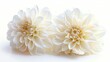 Isolated white colored Dahlia flowers on a white background. Macro shot. Symbol of Elegance, Dignity, and Good Taste.