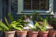potted ferns surrounding a snoozing cat on a porch