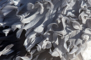 Wall Mural - Curly feathers of a bird as an abstract background. Texture