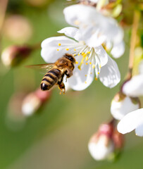 Poster - A bee flies near a tree flower in spring