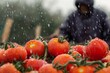 bright red tomatoes glistening with rain, farmer observing