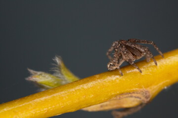 spider on a branch