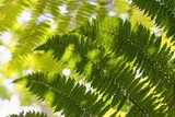 Fototapeta Do akwarium - Texture of fresh green fern leaves in the torpical rainforest.