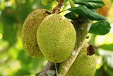 Fototapeta Do akwarium - Frash Jackfruit growing on the tree